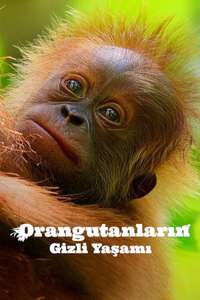 Secret Lives of Orangutans - Posters
