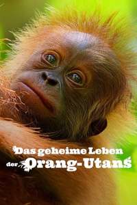 Secret Lives of Orangutans - Posters