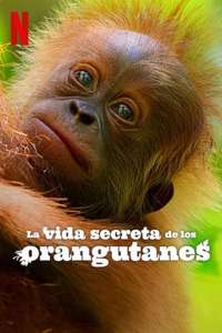 Secret Lives of Orangutans - Posters