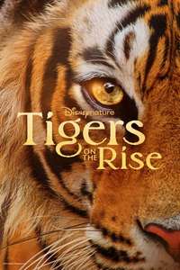 Tigers on the Rise - Posters