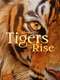 Tigers on the Rise