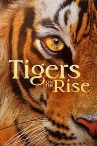 Tigers on the Rise - Posters