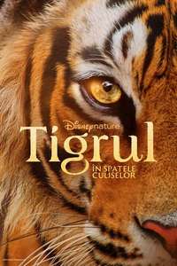 Tigers on the Rise - Posters
