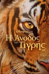 Tigers on the Rise - Posters