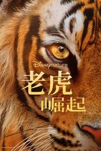 Tigers on the Rise - Posters
