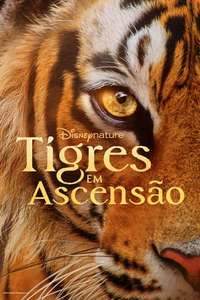 Tigers on the Rise - Posters
