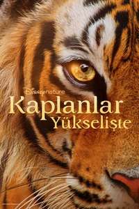 Tigers on the Rise - Posters