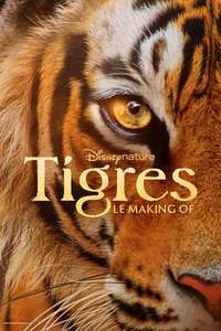 Tigers on the Rise - Posters