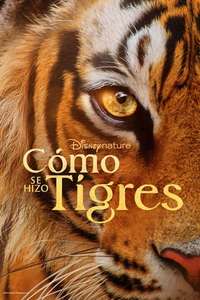 Tigers on the Rise - Posters