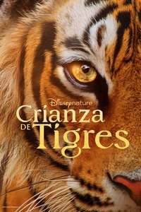 Tigers on the Rise - Posters