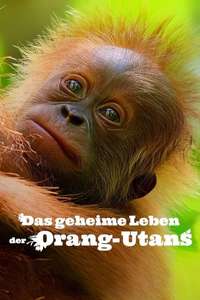 Secret Lives of Orangutans - Posters