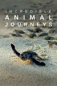 Incredible Animal Journeys - Posters