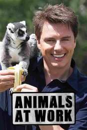 Animals at Work
