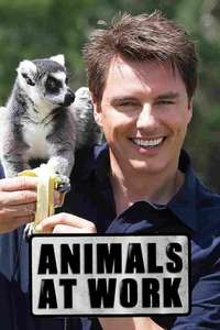Animals at Work - Posters