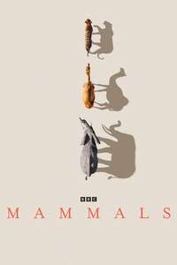 Mammals - Posters