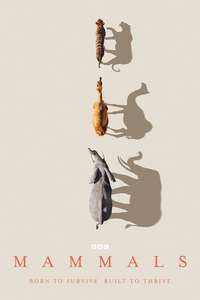 Mammals - Posters