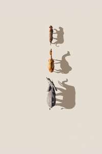 Mammals - Posters