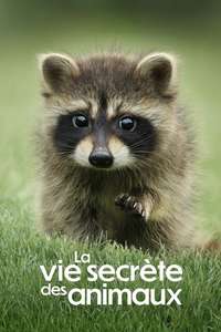 The Secret Lives of Animals - Posters