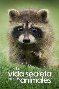 The Secret Lives of Animals - Posters
