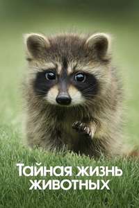 The Secret Lives of Animals - Posters