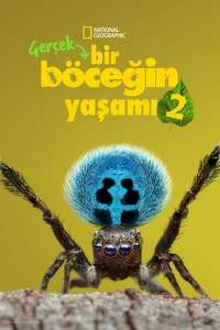 A Real Bug's Life - Posters