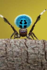 A Real Bug's Life - Posters