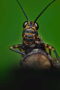 A Real Bug's Life - Posters