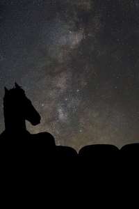 BoJack Horseman - Posters