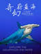 The Magic of the Big Blue