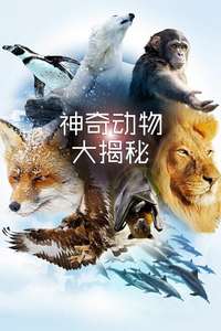 The Wonder of Animals - Posters