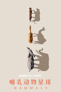 Mammals - Posters