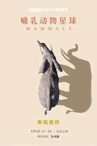 Mammals - Posters