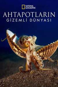 Secrets of the Octopus - Posters