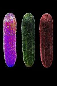 Cucumber - Posters