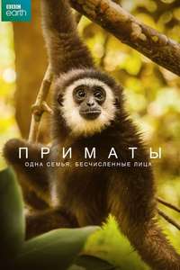 Primates - Posters