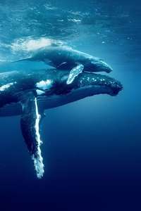 Ocean with David Attenborough - Posters
