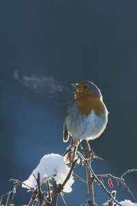 Attenborough's Wonder of Song - Posters