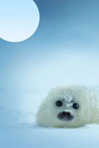 Our Planet - Posters