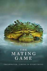 The Mating Game - Posters