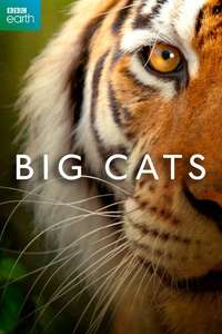 Big Cats - Posters