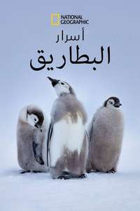 Secrets of the Penguins - Posters