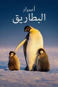 Secrets of the Penguins - Posters