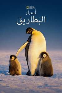 Secrets of the Penguins - Posters
