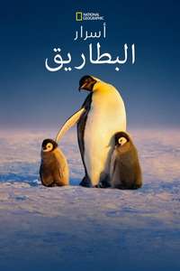 Secrets of the Penguins - Posters