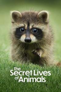 The Secret Lives of Animals - Posters