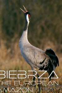 Biebrza: The European Amazon - Posters