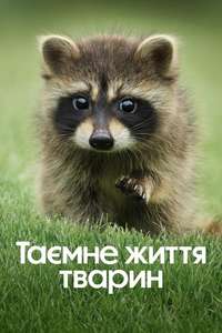 The Secret Lives of Animals - Posters