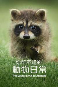 The Secret Lives of Animals - Posters
