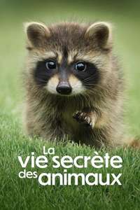 The Secret Lives of Animals - Posters