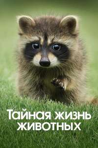 The Secret Lives of Animals - Posters